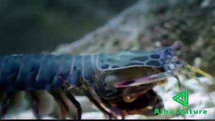 Udang Petinju VS Kepiting, siapakah yang akan menang?