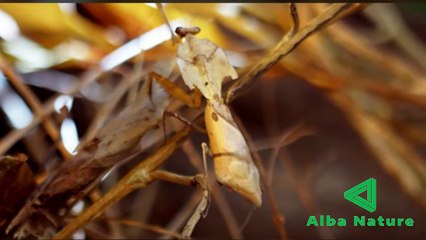 Belalang predator pemangsa serangga