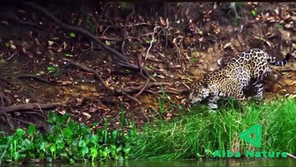 Jaguar memangsa buaya
