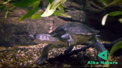 Kepiting VS Lintah, siapa yang akan menang?