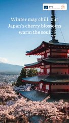 Experience Japan's Cherry Blossom Culture
