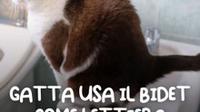 Gatta usa il bidet come lettiera