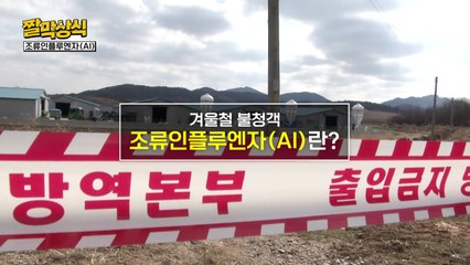 [짤막상식] 겨울철 불청객 조류인플루엔자(AI)란? / YTN