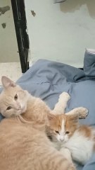 Two beautiful little kittens