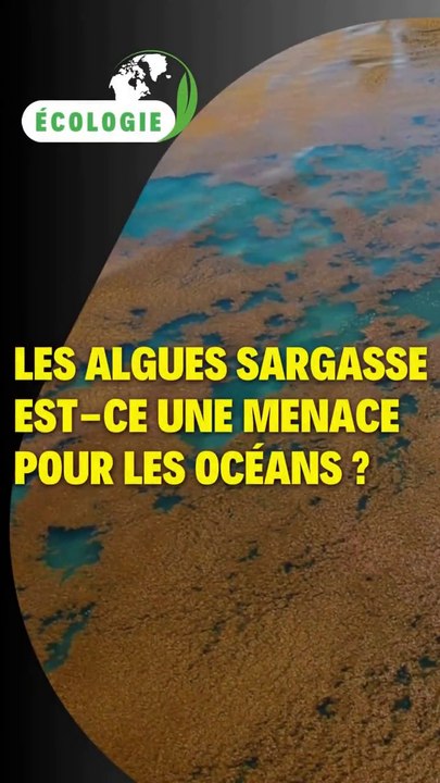 Les algues sargasse : est-ce une menace pour les océans ?