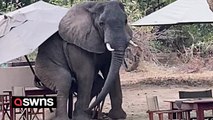 Mischievous elephant spotted enjoying table for one