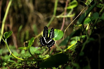 Kelebek Bahçesi, Şeb-i Arus için süslendi