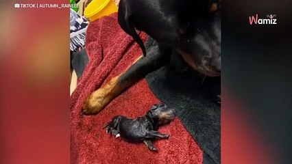 Rottweiler gives birth; people left speechless at her unusual litter (video)
