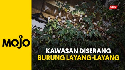 Penghuni rimas, ribuan burung layang-layang 'serang' pangsapuri