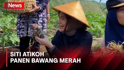 Siti Atikoh Panen Bawang Merah, Harap Petani di Bantul Sejahtera