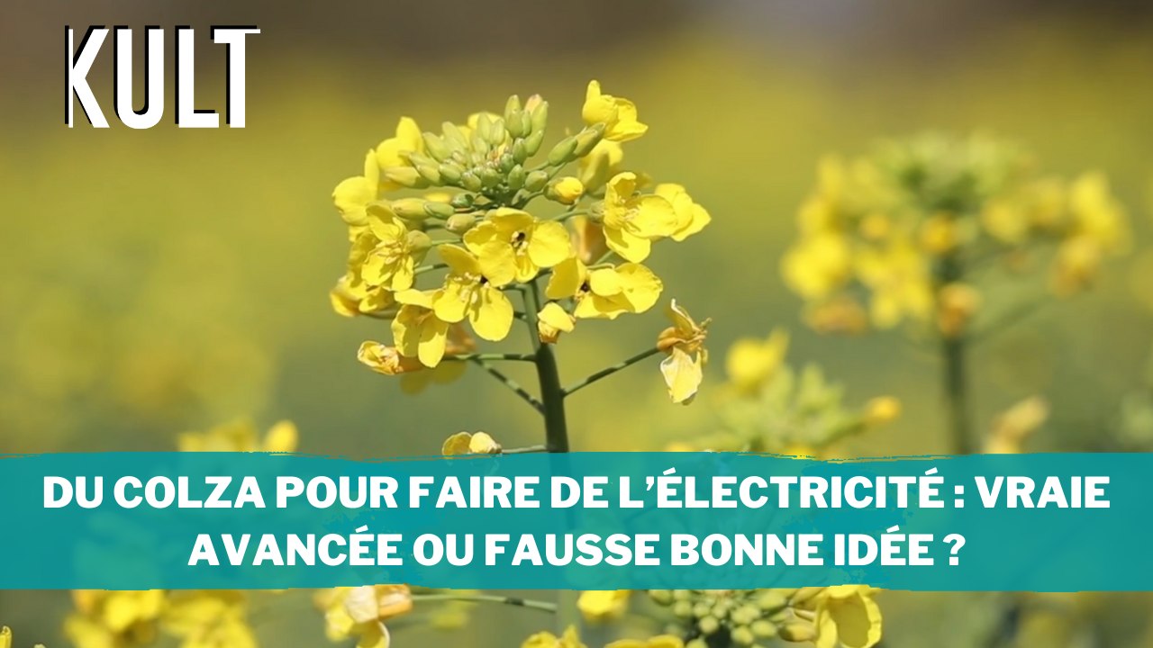 Du colza pour faire de l’électricité : Vraie avancée ou fausse bonne idée ?