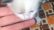 قط صغير وجميل لكنه يصرخ كتيرا.