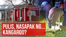 Pulis, nasapak ng... kangaroo? | GMA Integrated Newsfeed