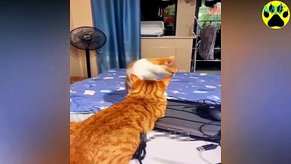 Funniest Cats Videos, The Siliest, Cutest And Funniest Cats 80