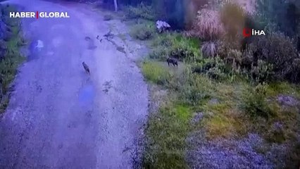 Osmaniye'de şaşırtan anlar: Aç kalınca yola indiler, ses gelince böyle kaçtılar