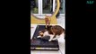 Funniest Cats Videos, The Siliest, Cutest And Funniest Cats 81
