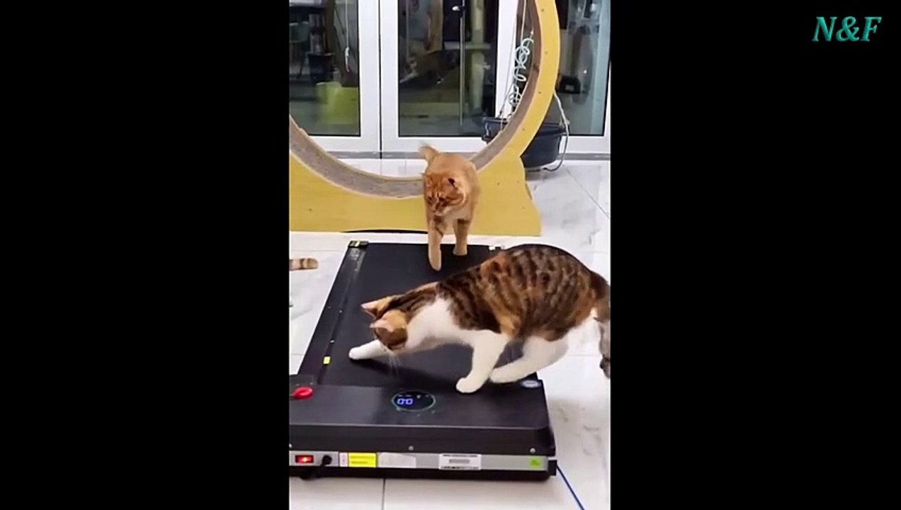 Funniest Cats Videos, The Siliest, Cutest And Funniest Cats 81