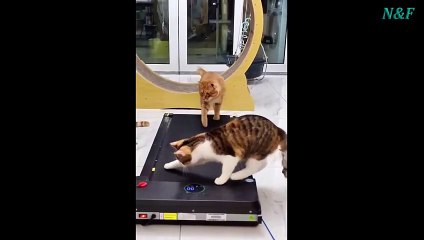 Funniest Cats Videos, The Siliest, Cutest And Funniest Cats 81