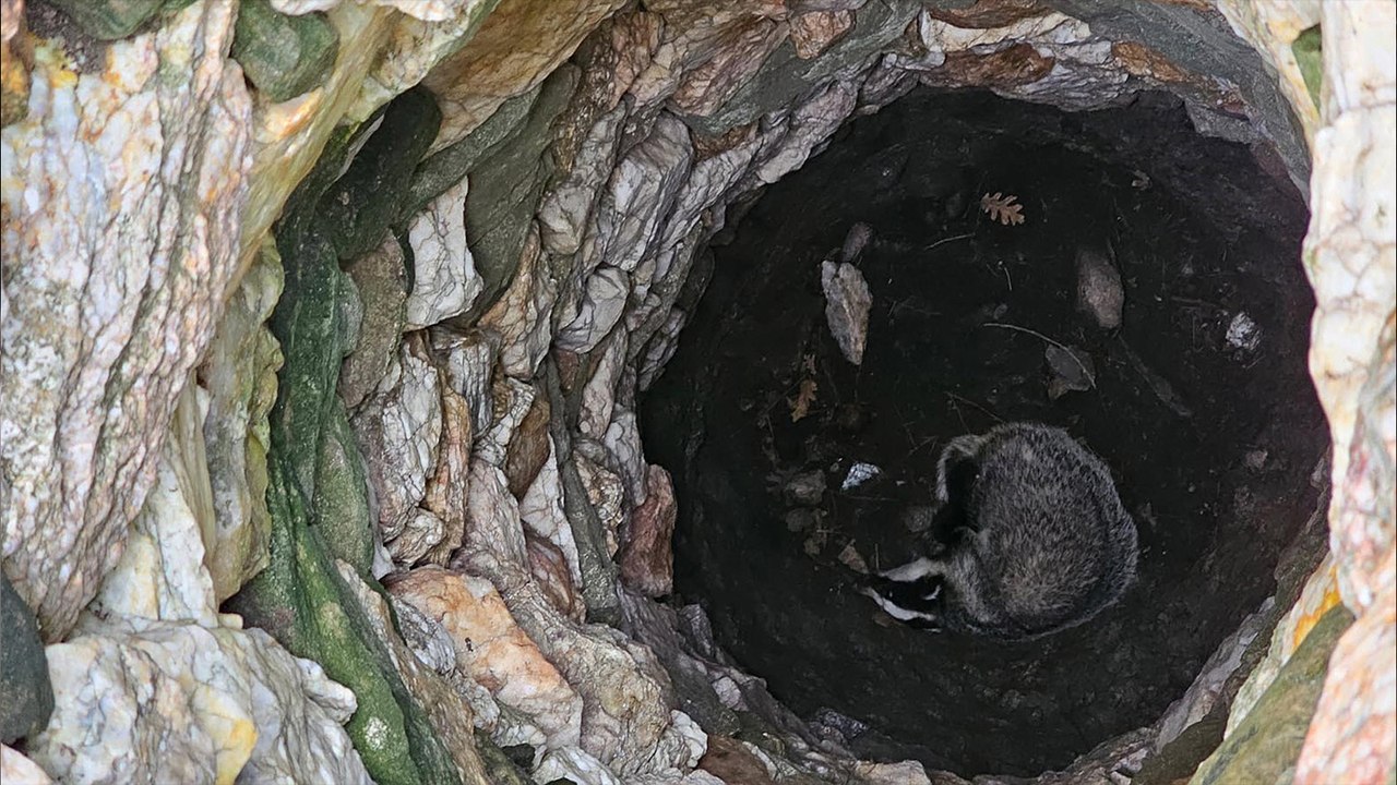 Çanakkale'de 7 metre derinliğindeki kuyuya düşen porsuk kurtarıldı