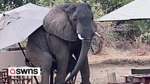 Mischievous elephant caught enjoying table for one