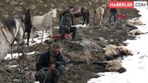 Yüksekova'da Kurtlar Tarafından Sürüye Saldırı: 65 Koyun Öldü