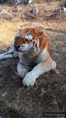 Royal Tiger sneezing 