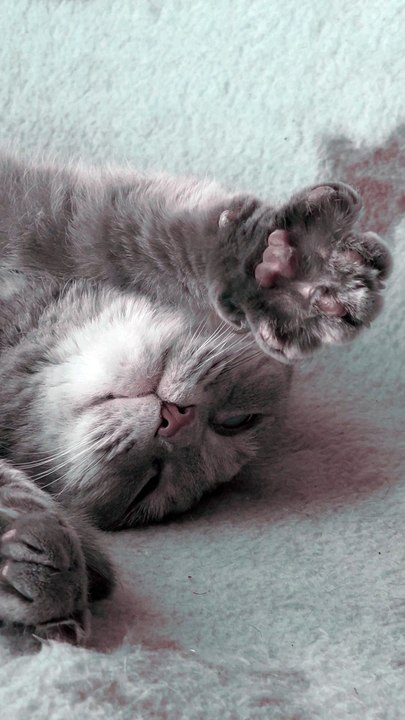 A Sleepy Cat 