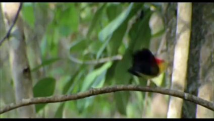 The Birds Dancing || दाउ सा मोसानाय || चिङिया नाच