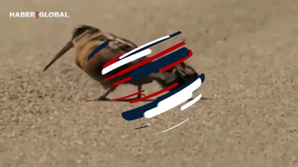 Annesi ile dans eden yavru kuşun görüntüleri böyle kaydedildi