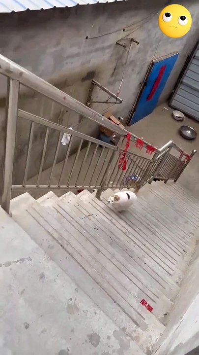 Cat video never give up
