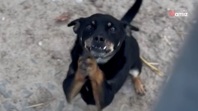 Wedelek prosi o dom najpiękniej jak potrafi, ale kto pokocha tak zwyczajnego kundelka? (video)