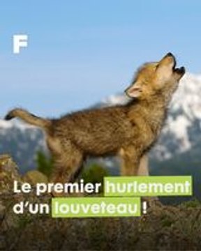 Symphonie Sauvage : le Voyageurs Wolf Project révèle les secrets des loups du Minnesota !