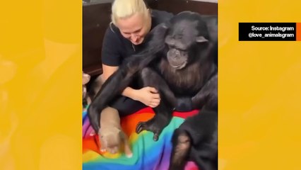 Chimpanzé hivelyttää koiranpentua videolla - se on päivän suloisin näky