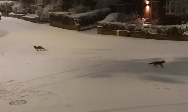 Watch as foxes have fun in Nottinghamshire street snow