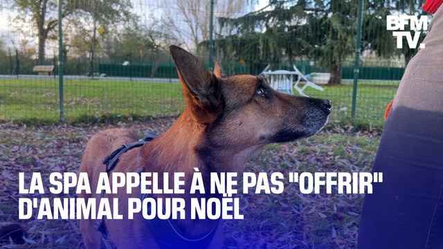 Ce n'est pas un cadeau : la SPA redoute les adoptions compulsives d'animaux pour cadeau de Noël
