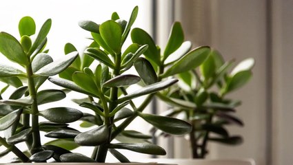 How to Propagate Jade Plants in Soil or Water