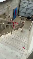 Ce chat n'est pas le roi du Parkour