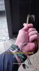 Cobra-de-vidro se parte ao meio durante resgate de biólogo em Jaraguá do Sul