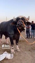 اكبر ثور  وزن 500ميلو غرام