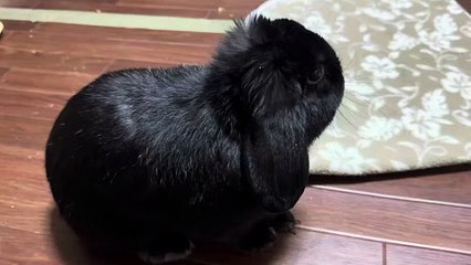 Nicole Rae's Secret Office Link Revealed 🔗