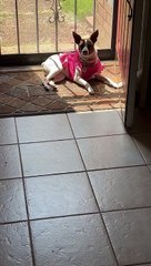 Princess basking in the sun
