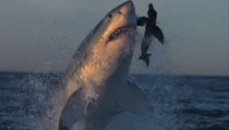 Aterradores Ataques de Orcas Vs Tiburones Blancos