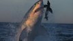 Aterradores Ataques de Orcas Vs Tiburones Blancos