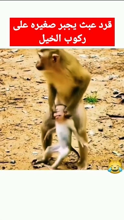 لعوك رقبته بقربعه عركوبه