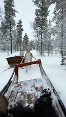 Reindeer Run Away While Towing Humans