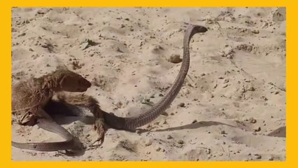 A decisive battle between wild animals, a mongoose and a snake