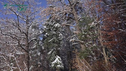 Nadleśnictwo Tułowice