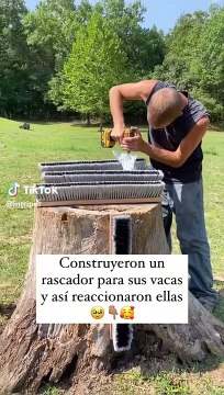 ¿Les gustó? Granjeros crean rascadores para sus vacas y sus reacciones fueron sorprendentes