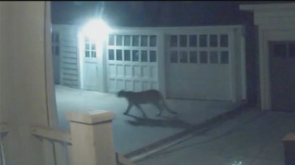 Cougar filmed prowling round Minneapolis neighborhood
