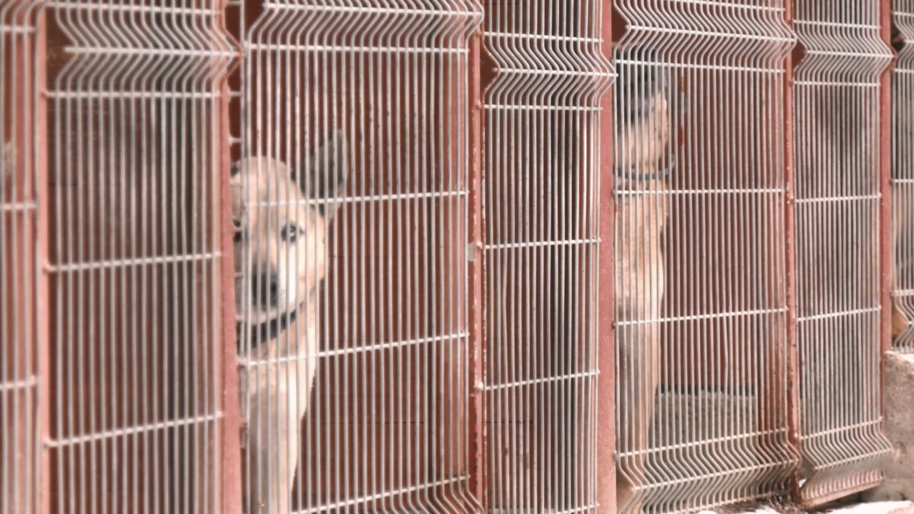 Zima to trudny czas dla zwierząt, pamiętajmy o nich